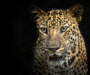 Lire la suite à propos de l’article Appel à candidatures : Lutte contre le trafic d’espèces sauvages en Afrique subsaharienne