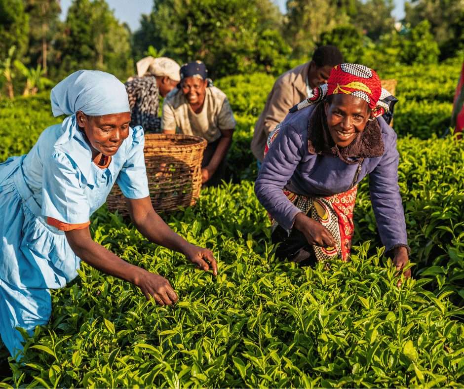 Lire la suite à propos de l’article Programme de développement agroalimentaire en Afrique 2024 – AADP(250 000 euros)