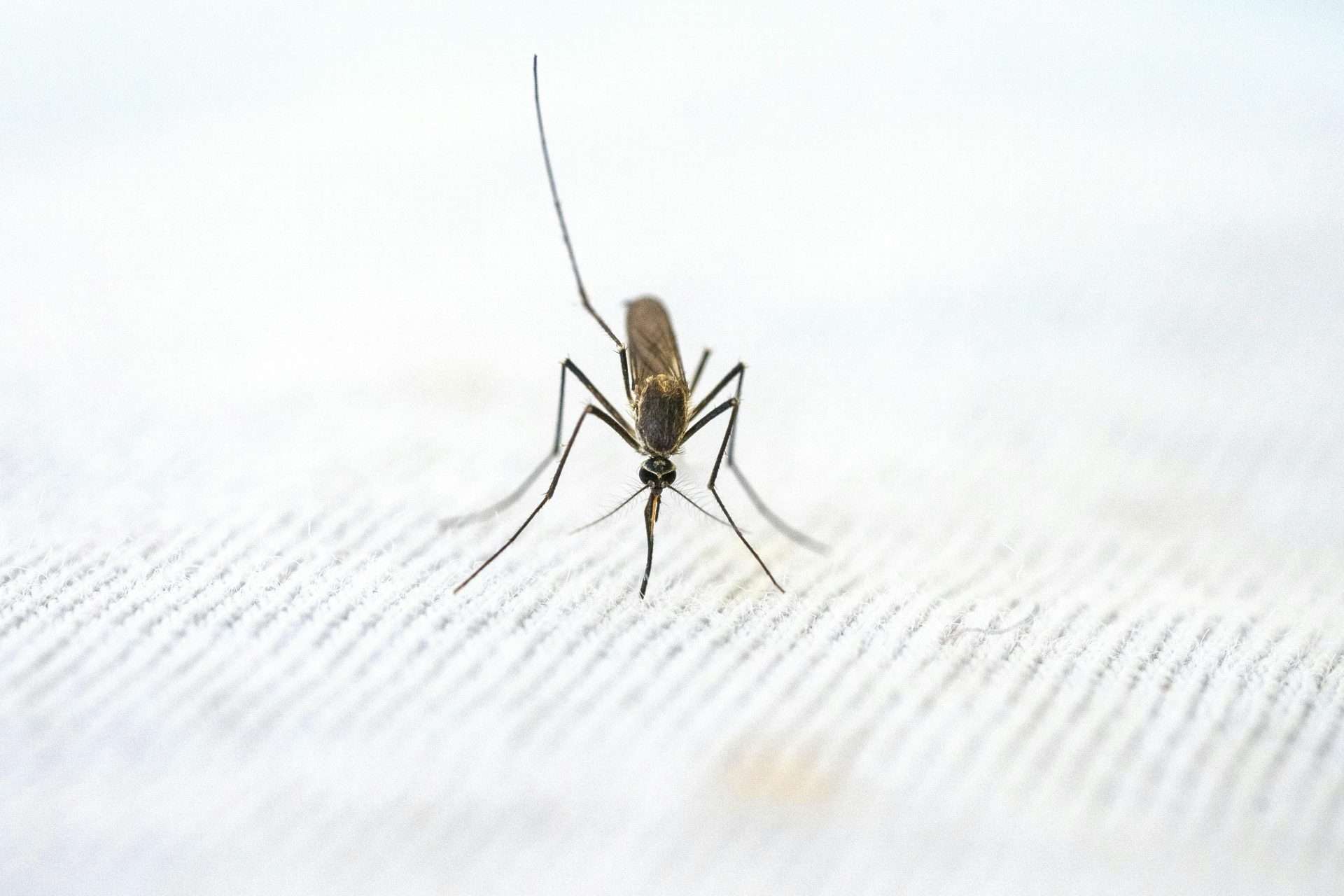 Lire la suite à propos de l’article Appel à propositions : des scientifiques africains pour faire progresser le développement de médicaments contre le paludisme