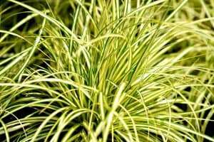 Lire la suite à propos de l’article Appel à propositions BID 2025 : Afrique