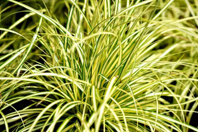 Appel à propositions BID 2025 : Afrique