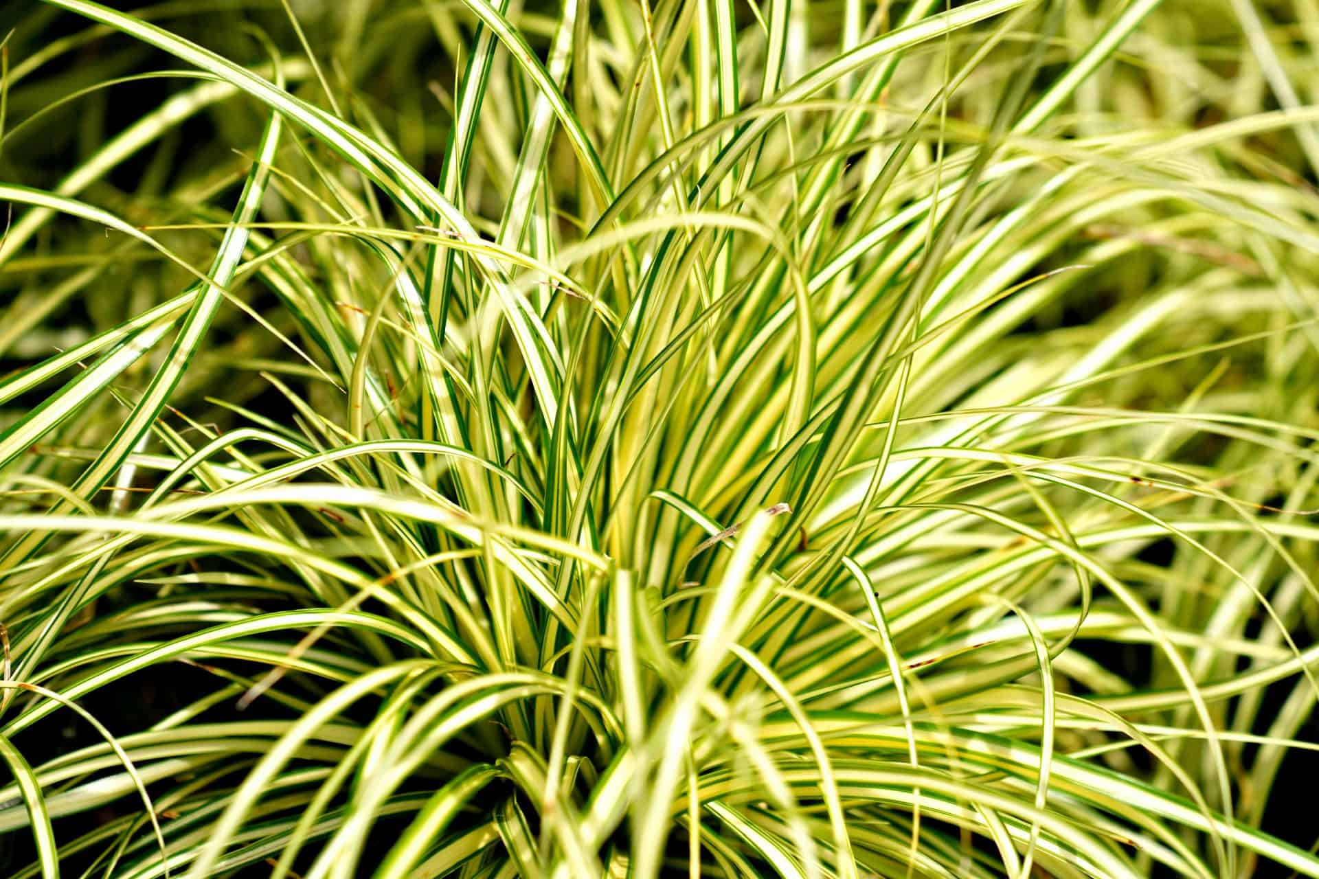 Appel à propositions BID 2025 : Afrique