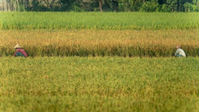 Fonds de partenariat pour les écosystèmes critiques