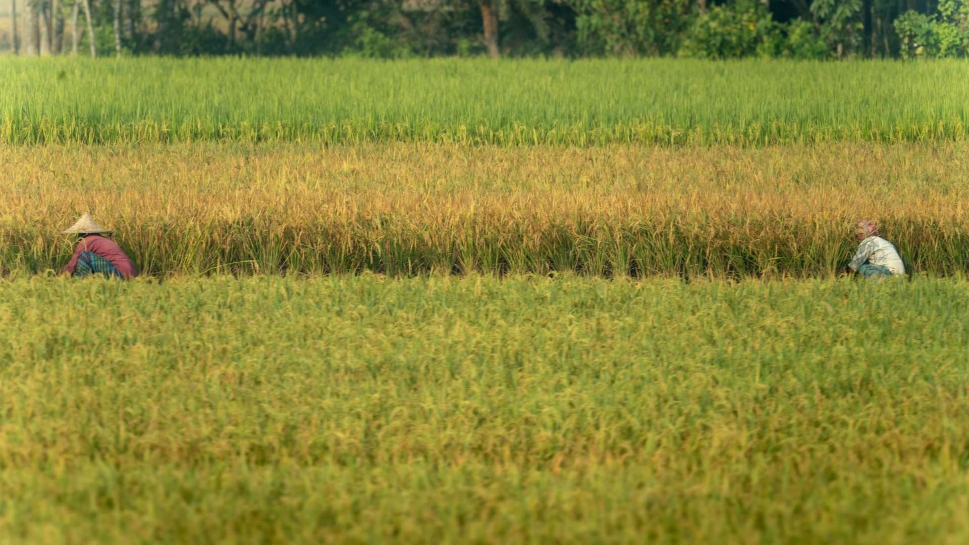 Fonds de partenariat pour les écosystèmes critiques