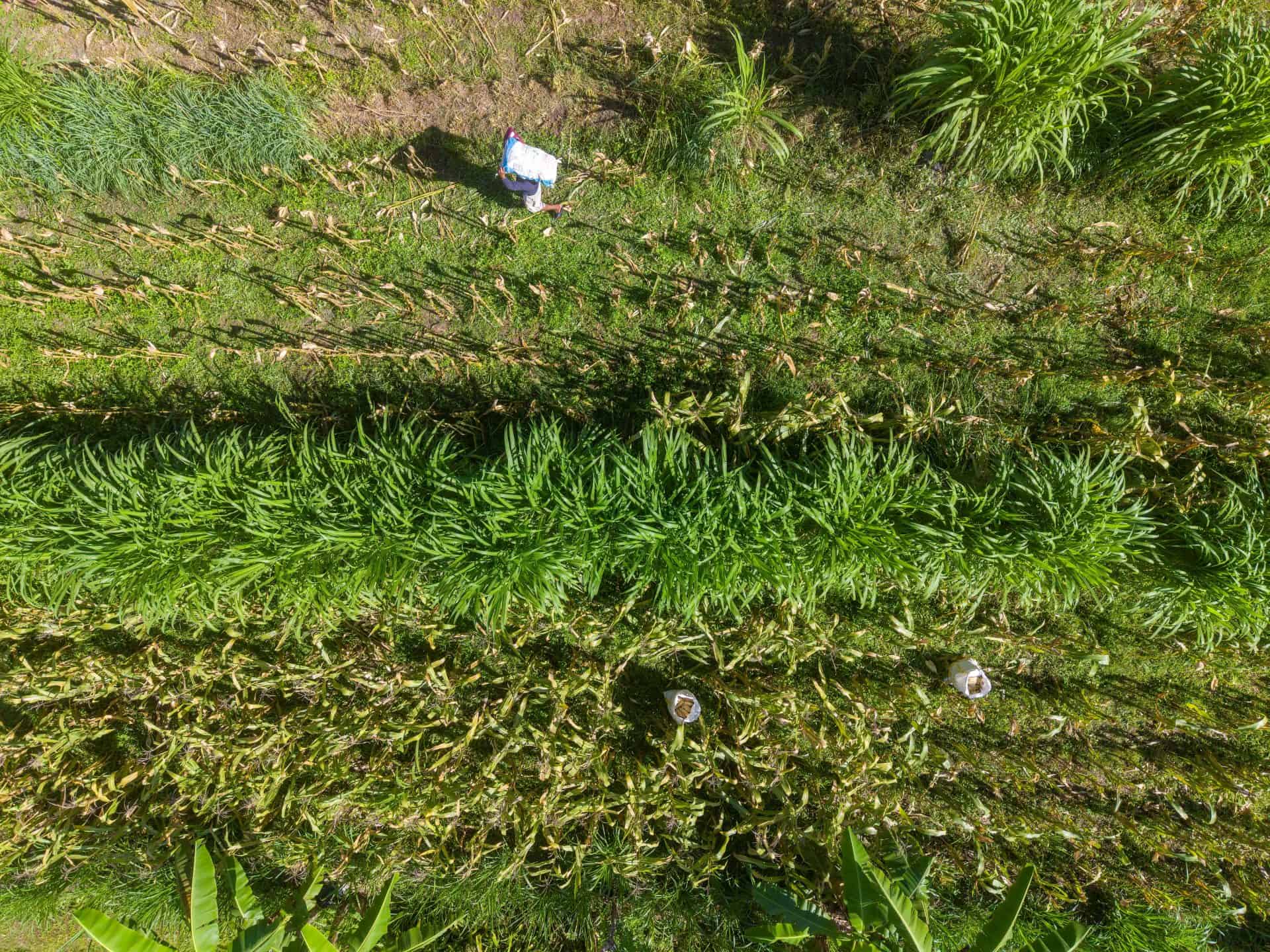 Lire la suite à propos de l’article Halcyon : Accélérateur Innovation agricole et sécurité alimentaire en Afrique 2027